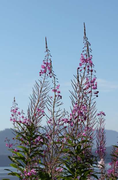 Fireweed